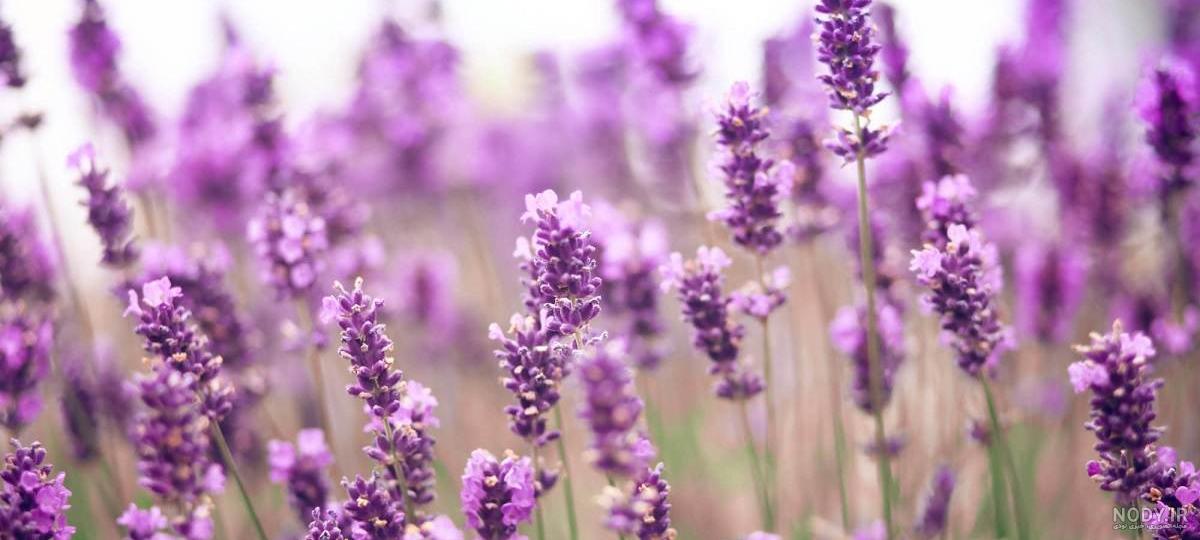 معجزه اسطوخودوس معجزه اسطوخودوس