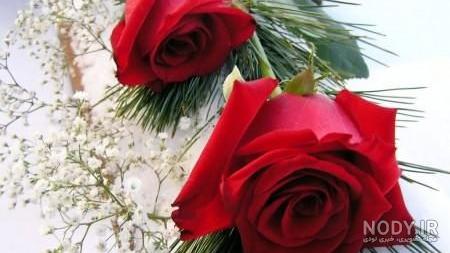 منظره عکس گل برای پروفایل واتساپ منظره عکس گل برای پروفایل واتساپ