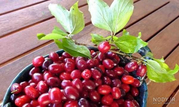 ویار آلبالو در بارداری