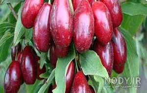 ویار زغال اخته