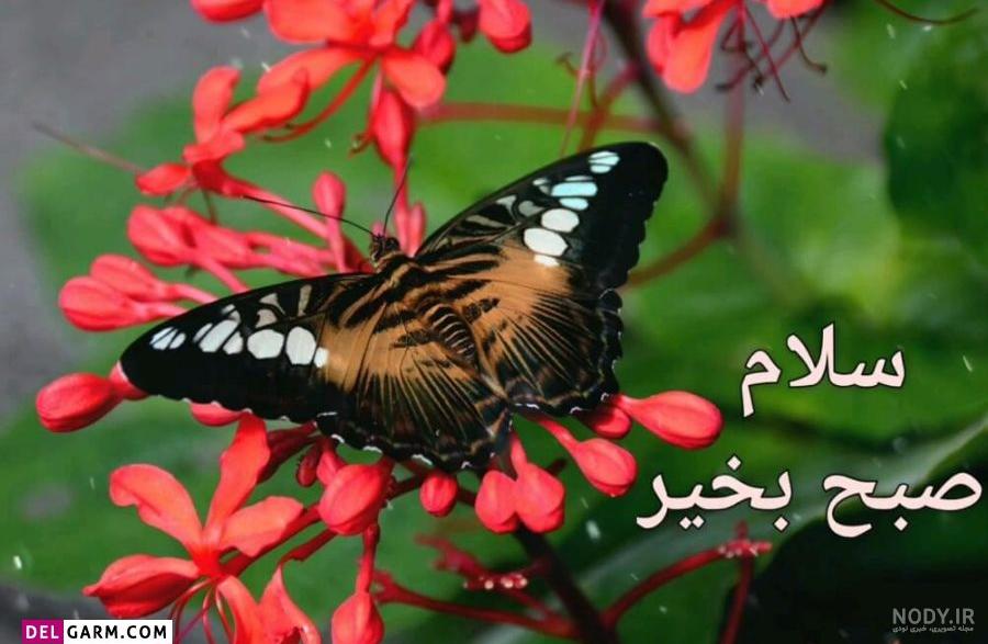 پست ظهر بخیر پست ظهر بخیر
