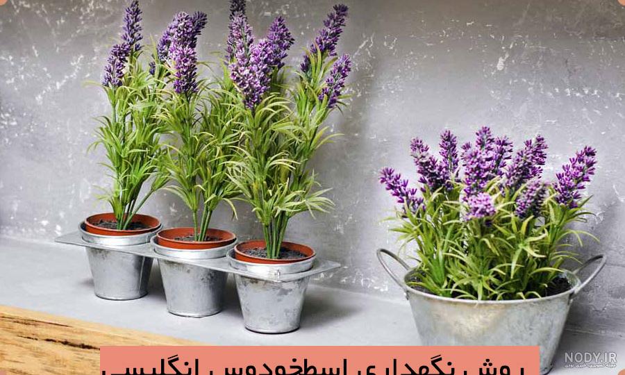 گل لاوندر در ایران گل لاوندر در ایران