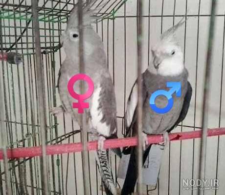 عروس هلندی آهویی سخنگو عروس هلندی آهویی سخنگو