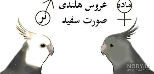عکس عروس هلندی ماده بالغ عکس عروس هلندی ماده بالغ