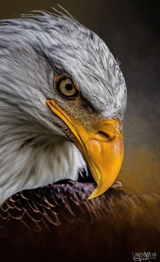 عکس عقاب زیبا برای پروفایل