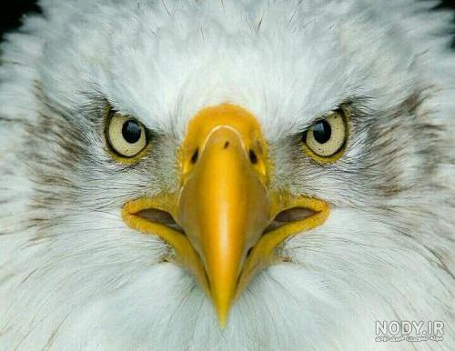 عکس عقاب تنها