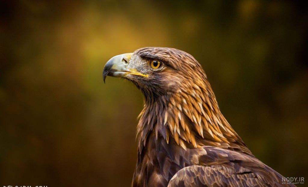 عکس عقاب تنها