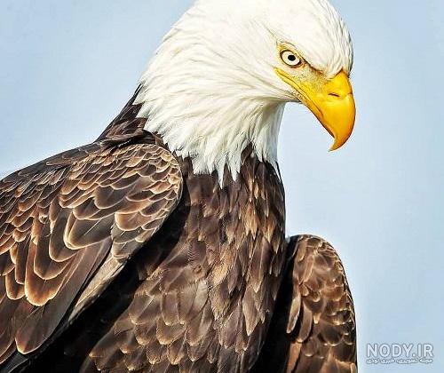 عکس عقاب زیبا برای پروفایل