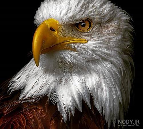 عکس عقاب تنها