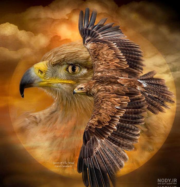 عکس عقاب زیبا برای پروفایل