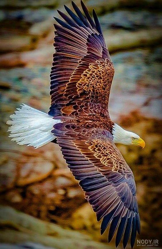 عکس عقاب تنها