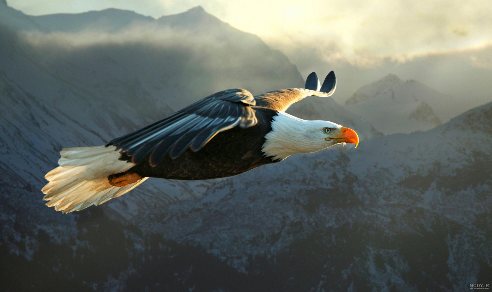 عکس عقاب زیبا برای پروفایل