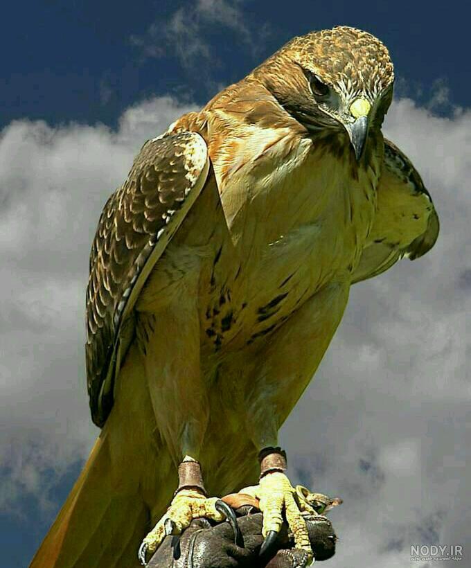 عکس عقاب تنها