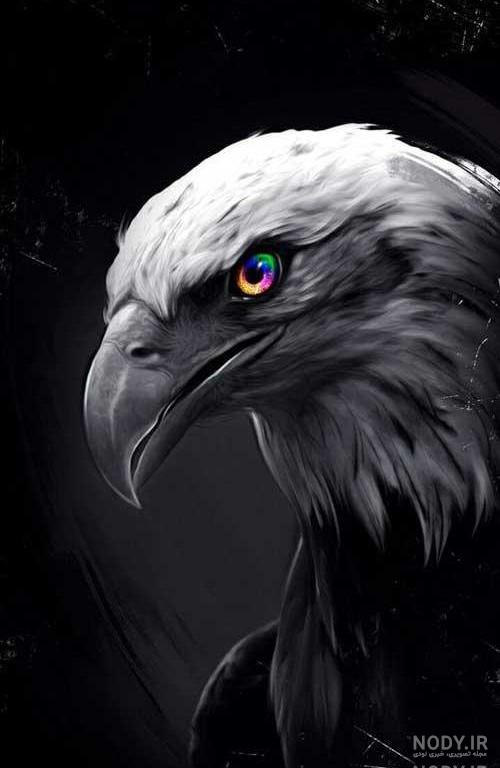 عکس عقاب زیبا برای پروفایل
