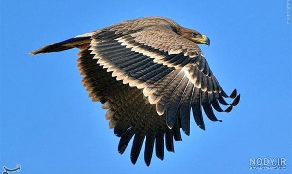  عکس عقاب طلایی برای پروفایل