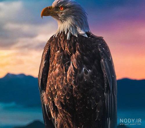 عکس عقاب زیبا برای پروفایل