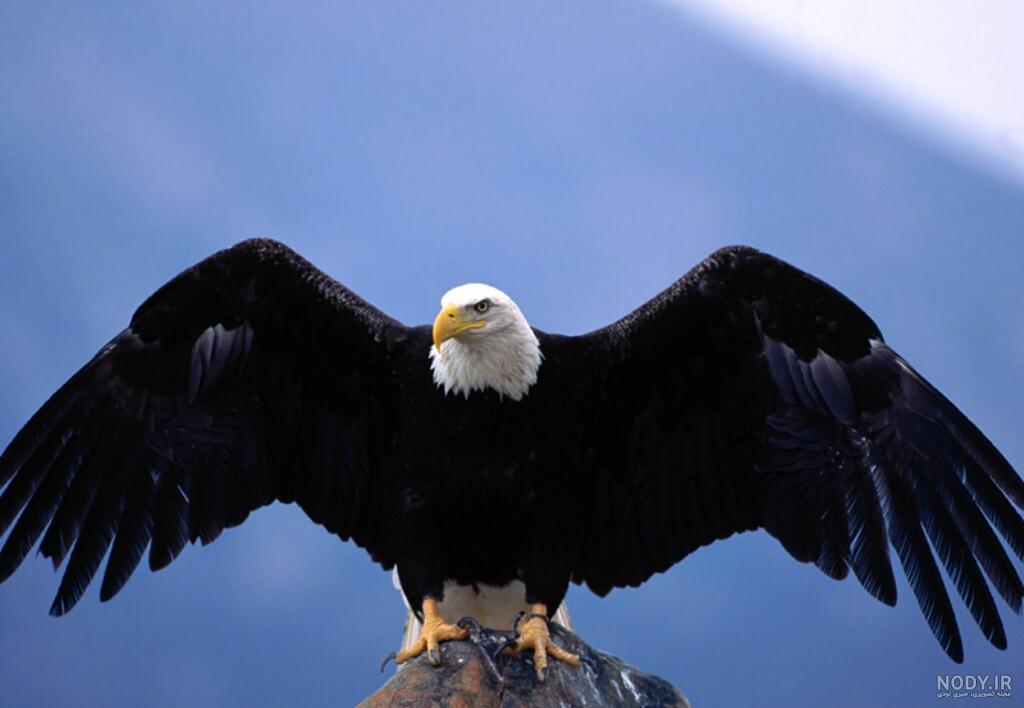 عکس عقاب زیبا برای پروفایل