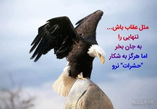 عکس عقاب تنها