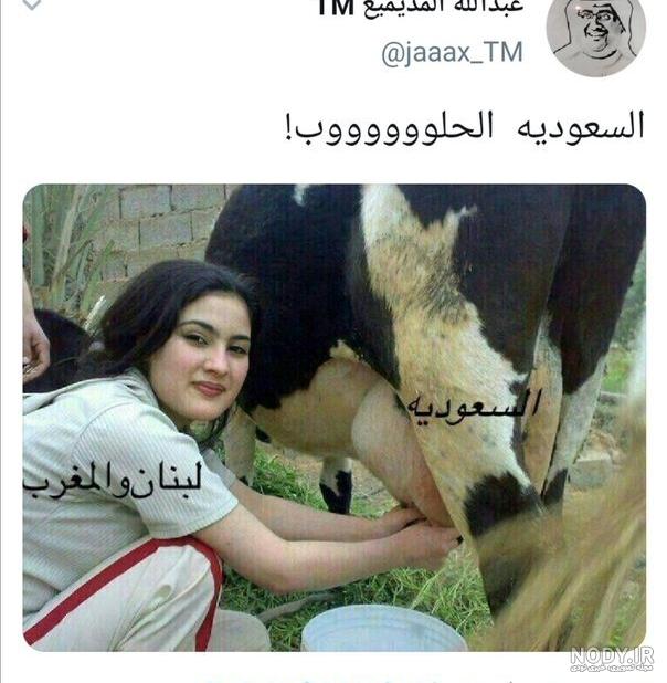 آمپول بارداری گاو آمپول بارداری گاو