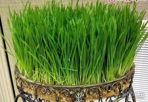 انواع سبزه عید انواع سبزه عید