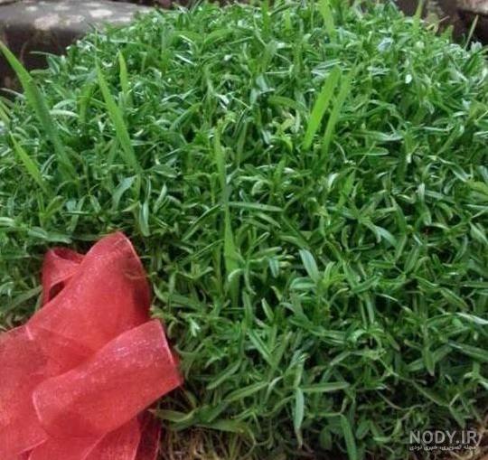 انواع سبزه عید فانتزی انواع سبزه عید فانتزی
