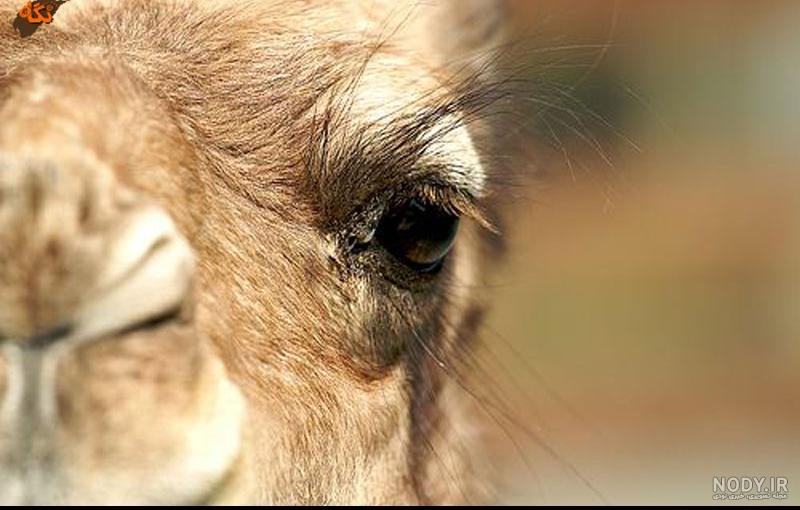 دشمن شتر دشمن شتر