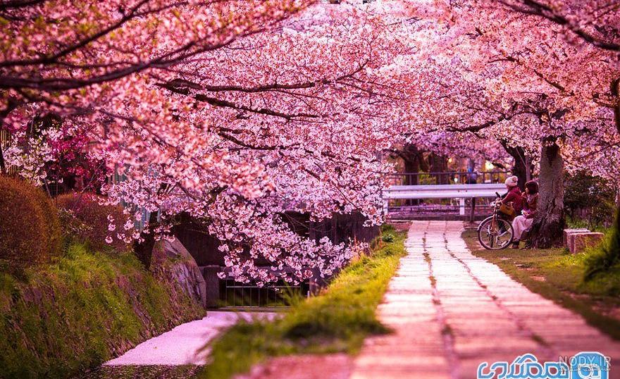شکوفه های گیلاس نماد چیست