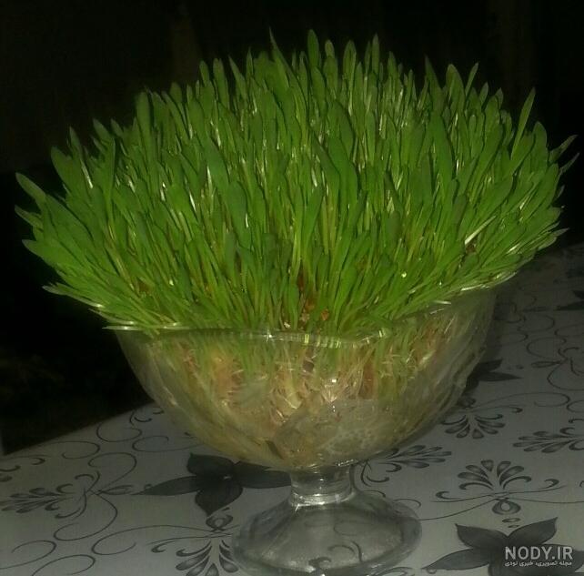 عکس سبزه عید با ماش عکس سبزه عید با ماش