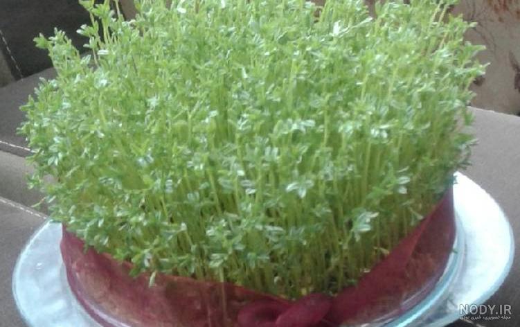 عکس سبزه عید با گندم عکس سبزه عید با گندم