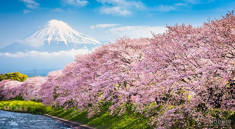 عکس شکوفه های بهاری با کیفیت بالا