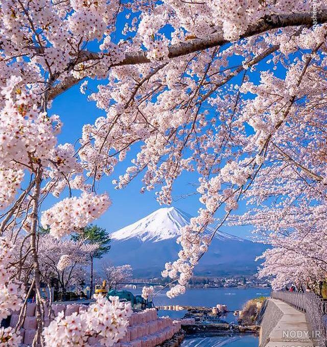 عکس شکوفه های بهاری برای تصویر زمینه