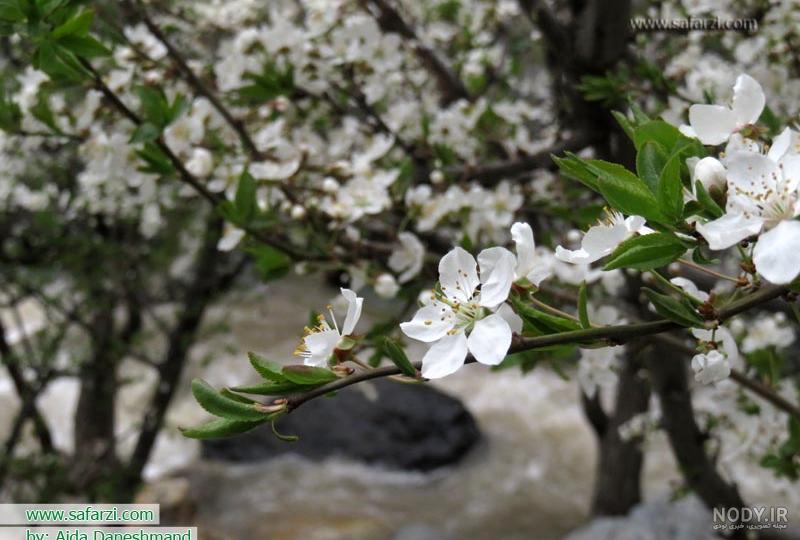 عکس شکوفه های بهاری نقاشی عکس شکوفه های بهاری نقاشی