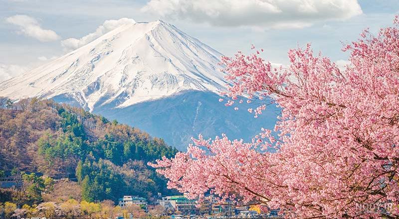 عکس شکوفه های گیلاس ژاپن