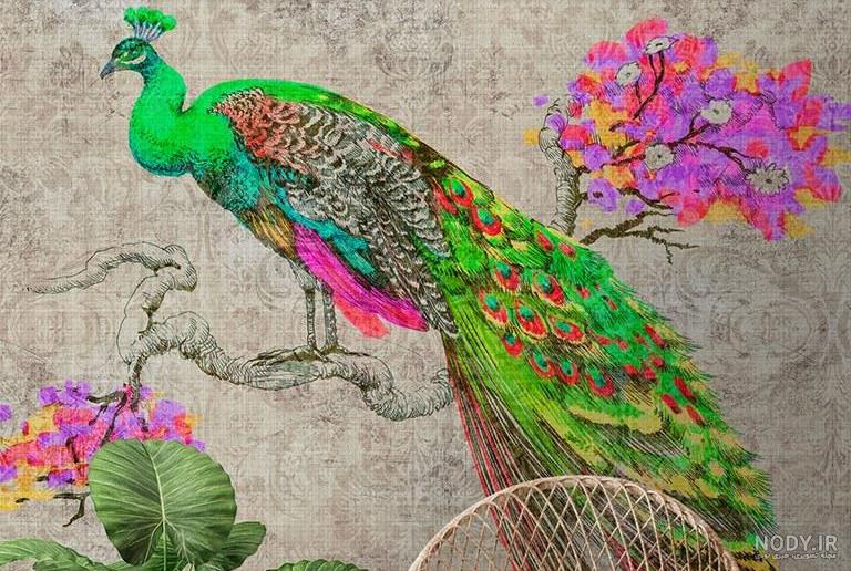 عکس طاووس سیاه