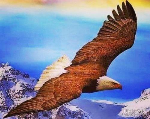 عکس عقاب از روبرو