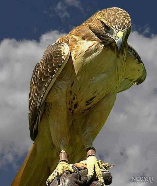 عکس عقاب واقعی