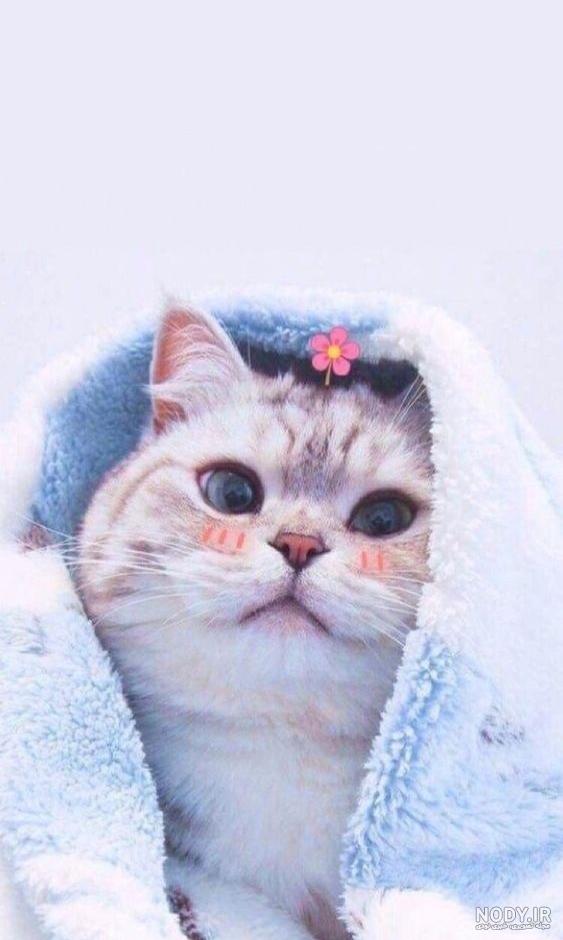 عکس های گربه ی کیوت