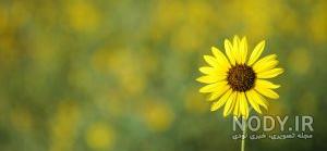 عکس پشت زمینه تار