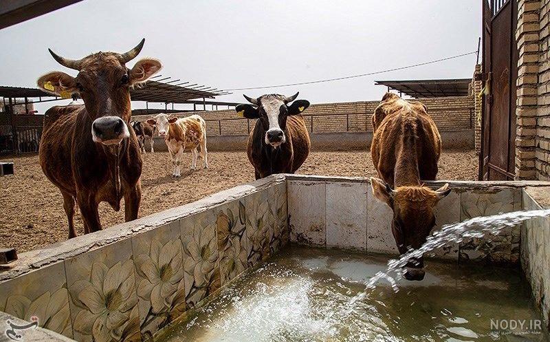 عکس گاومیش خوزستان
