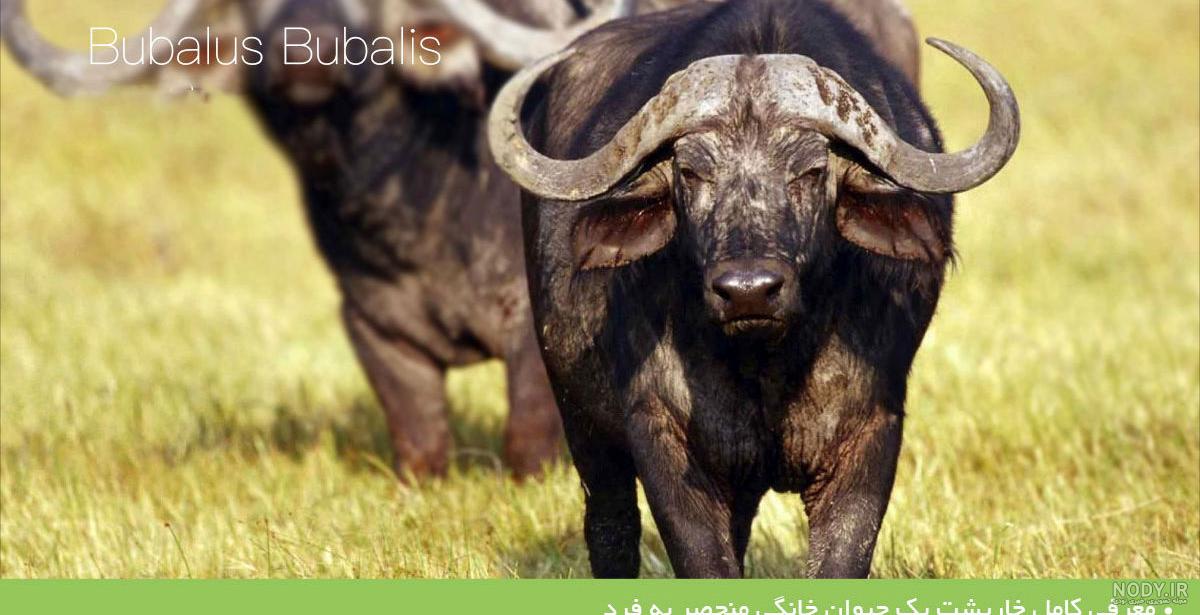عکس گاومیش وحشی
