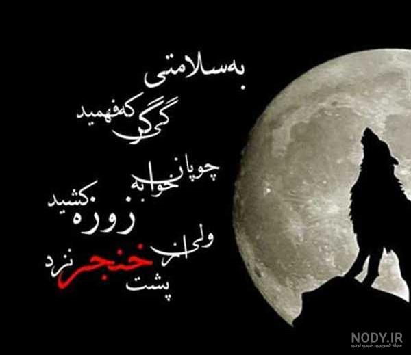 عکس گرگ سفید در برف