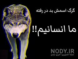 عکس گرگ سیاه