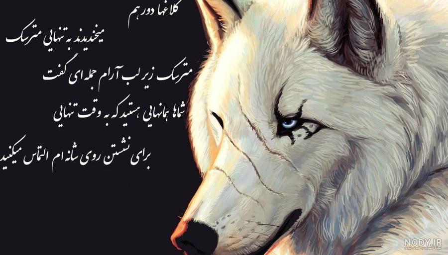 عکس گرگ فاز سنگین