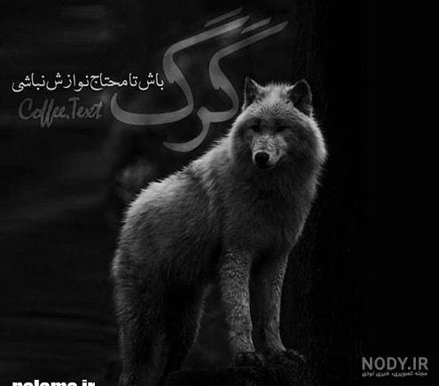 عکس گرگ قرمز