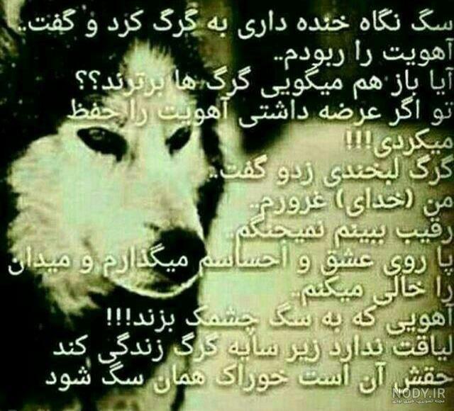 عکس گرگ واقعی