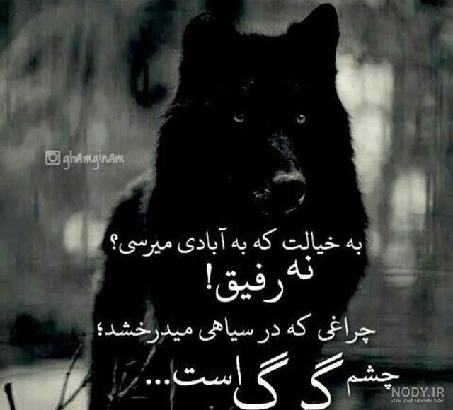 عکس گرگ چشم آبی