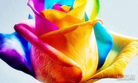 عکس گل برای پروفایل واتساپ عکس گل برای پروفایل واتساپ