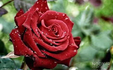 عکس گل رز زرد عکس گل رز زرد