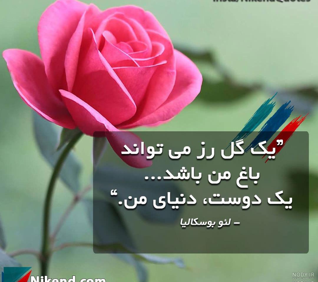 عکس گل زیبا عکس گل زیبا