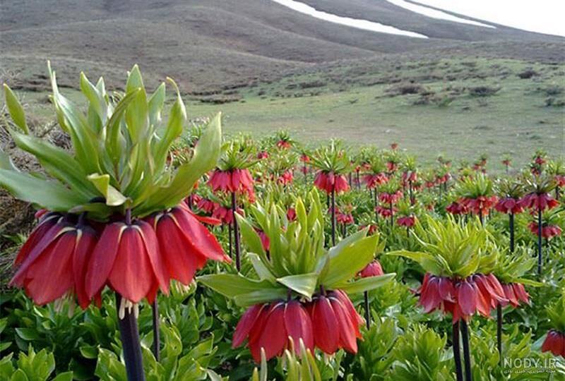 عکس گل لاله واژگون